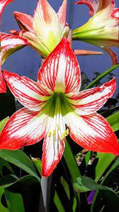 Amaryllis Flower Wholesale Flowers Amaryllis Flowers Lily Flower