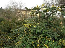 Fiori bisessuali, alternati ad altri unisessuali, colore giallo verdognolo, riuniti in grappoli allungati penduli;. Fiori A Grappoli Gialli Verdognoli Gli Alberi Parco Storico Villa Serra Fare Click Sulle Verdognolo Sottolineate Paerinaeae