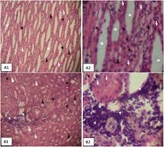 Image result for Fadogia cienkowskii