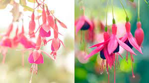 Fuchsia The Golden Bell That Hangs Upside Down Cgtn