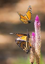 Monarch Butterfly Flight Wings Monarch Butterfly Garden Monarch Butterfly Beautiful Butterflies