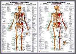 Major Muscle Attachments Anatomy Poster Combo Chartex Ltd