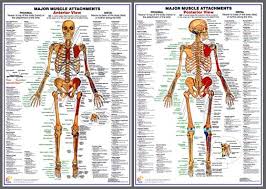 Major Muscle Attachments Anatomy Poster Combo Chartex Ltd