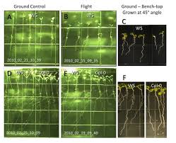 Under these conditions, essential cellular and molecular features related to plant development are altered and changes in gene expression occur. Plant Growth Strategies Are Remodeled By Spaceflight Bmc Plant Biology Full Text