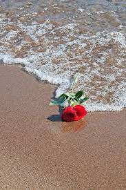 Young woman in red dress with roses near the ocean. Pin By Jewel On Potential Covers Rose Wallpaper Red Roses Red Roses Wallpaper