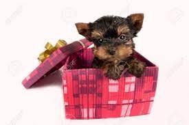Dog christmas gift dog puppy pull toy xmas theme strong robe toy pet pull toy. Cute Yorkshire Terrier Puppy In A Christmas Gift Box Stock Photo Picture And Royalty Free Image Image 8304290