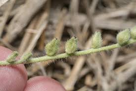 Image result for Heliotropium supinum