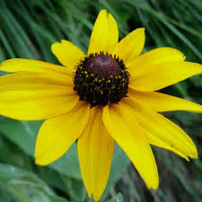 Image result for Rudbeckia hirta