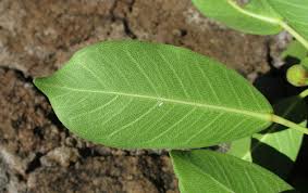 Image result for Ficus persicifolia