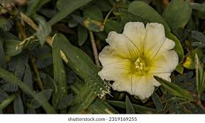 Image result for Hibiscus aethiopicus