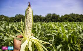 INTA presenta nuevos métodos de siembra en el cultivo de maíz