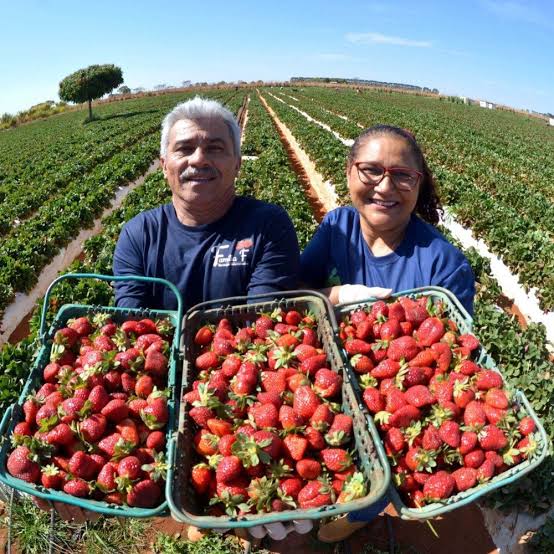 Festa do Morango começa nesta sexta-feira (5/9) e espera 500 mil visitantes