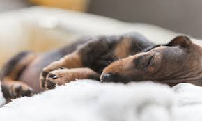 If you are talking about playing with puppies, that are not yours, i do not know of any place in nyc to do that. Where Should My Puppy Sleep Purina Canada