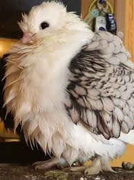 Birds Of A Feather Movie 2018 This Cute Little Pigeon Music Indieartist Chicago In 2020 Cute Pigeon Cute Birds Pigeon