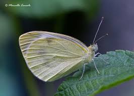 Download small white butterfly images and photos. Small White Butterflies Inaturalist