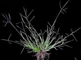 Image result for Digitaria complanata