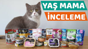 Kediler Icin Yas Mama Incelemesi Yas Mama Onerisi Youtube