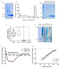 A rtp internacional é o maior operador de televisão em língua portuguesa de todo o mundo. Expression Purification And Characterisation Of Rtpi A Sds Page Of Download Scientific Diagram