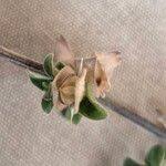 Image result for Barleria ventricosa