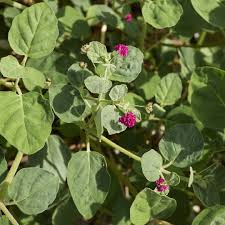 Image result for Boerhavia cordobensis