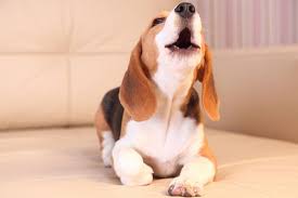 Why Do Dogs Howl 5 Reasons Http Ift Tt 1n0frph Dog Dogs Pets Puppy Puppies Animals Dog Behavior Dog Training Barking Cute Beagles