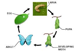 Maybe you would like to learn more about one of these? Name The Life Cycle Of A Silk Moth In Cyclic Form Class 11 Biology Cbse
