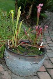 Grow A Bog Garden In A Pot You Don T Need Much Space To Enjoy A Few Wonders Of Nature In Fact You Can Cre Bog Garden Carnivorous Plants Water Plants