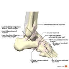 Ligaments are tough bands of tissue that stabilize joints and help prevent excessive movement. Ankle Sprain Physiopedia