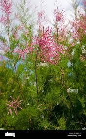 Image result for tamarix ramosissima pink cascade