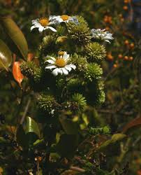 Get a 12.880 second montanoa bipinnatifida (eriocoma elegans, eriocoma stock footage at 29.97fps. Daisy Tree Encyclopedia Of Life