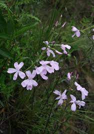 Image result for Cycnium