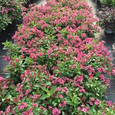 Always wear long sleeves and gloves when working. Snippet Dark Pink Weigela Florida Proven Winners
