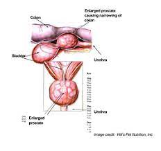 prostate cancer is the most common cause of death from cancer in men over age 75. Prostate Gland Disease Lodi Veterinary Care