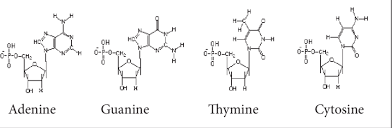 Estrutura molecular dos nucleotídeos | Download Scientific Diagram