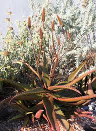 Image result for Aloe cameronii × christianii