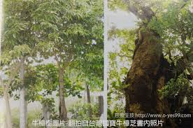 甘泉皿培牛樟菇 甘泉生物科技有限公司 認識牛樟樹 tree tree trunk world