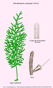 Image result for Abrodictyum rigidum