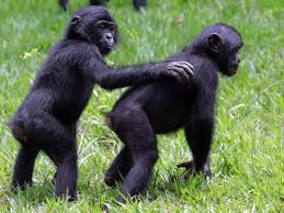 Frans De Waal S Bottom Up Morality We Re Not Good Because Of God Chimp Bonobos Bonobo