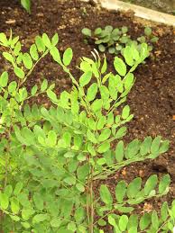 Image result for Ormocarpum