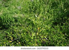 Image result for Volkameria