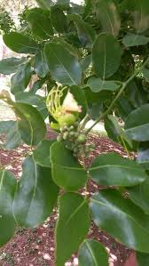 Image result for Afzelia