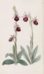Image result for Ophrypetalum odoratum