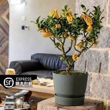 Taobao.com