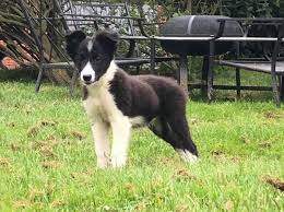 Both types of collie will have a double coat that requires regular grooming. Barn Farm Border Collies Posts Facebook