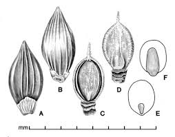Image result for Urochloa panicoides