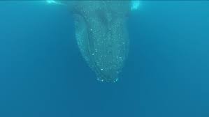 Regardless, hauser is grateful for the whale's massive. Humpback Whale Filmed Under Water Stock Footage Video 100 Royalty Free 4045690 Shutterstock