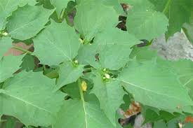 Image result for Physalis angulata