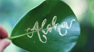 Image result for Autographa excelsa