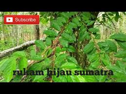 We did not find results for: Mengenal Pohon Rukem Di Alam Liar