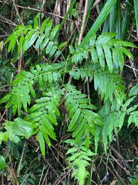 Image result for Ptisana salicifolia